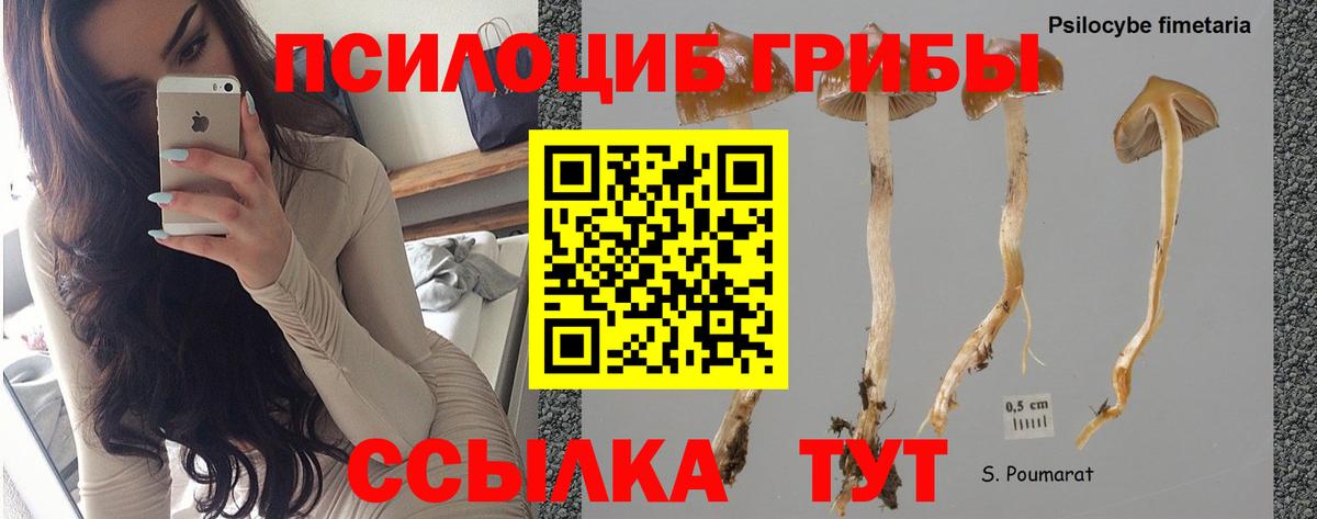 Псилоцибиновые грибы Cubensis Нефтеюганск